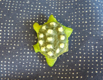 Sköldpaddan Orion - Bild 2